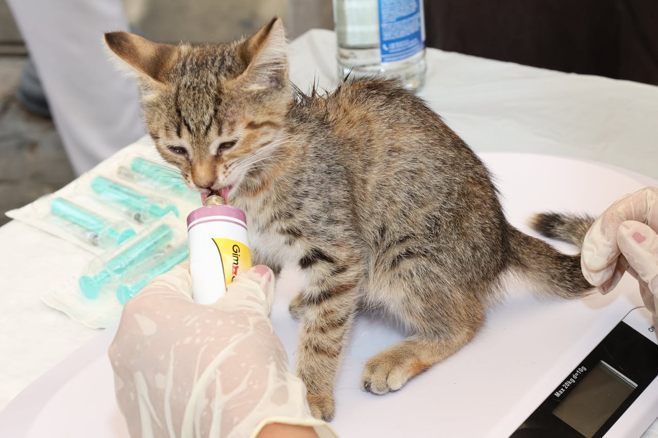 A young gray tabby kitten being fed by a veterinarian, showcasing compassionate animal care.